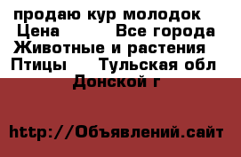 продаю кур молодок. › Цена ­ 320 - Все города Животные и растения » Птицы   . Тульская обл.,Донской г.